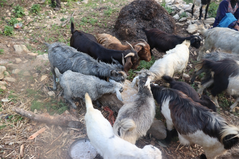 goat farm1688221152.JPG
